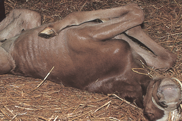 INTUSSUSCEPÇÃO EM POTROS