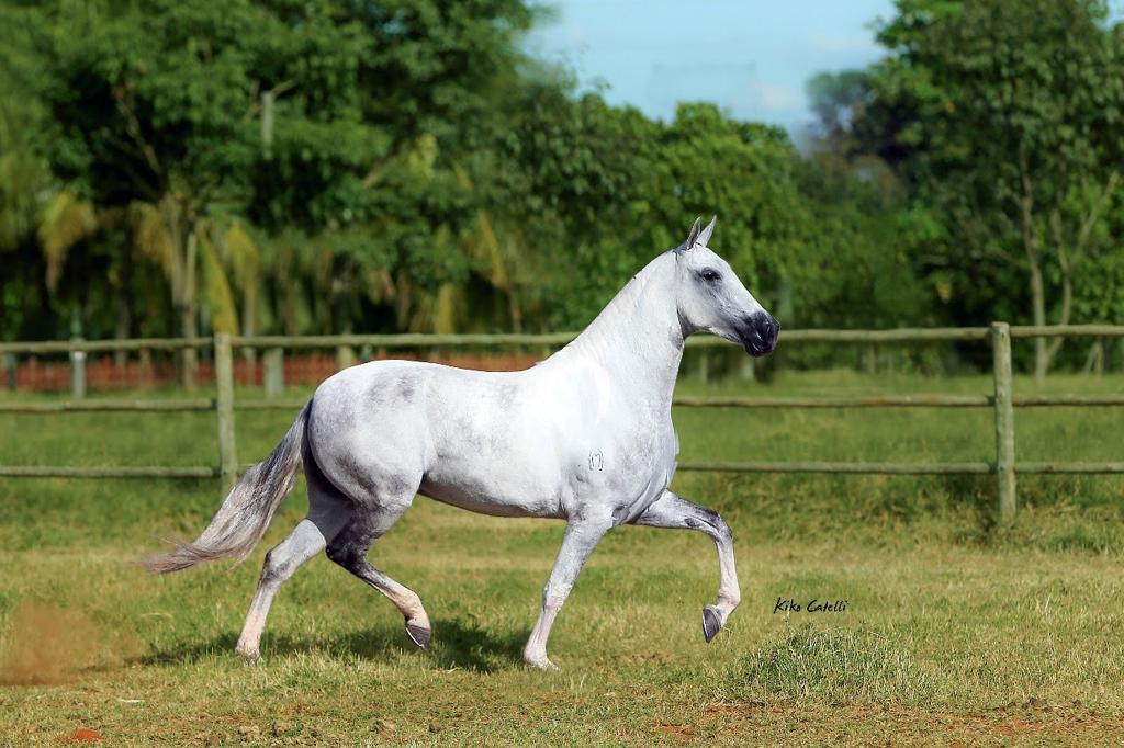 Melanoma em cavalos: princípio ativo proporciona controle e até regressão da doença