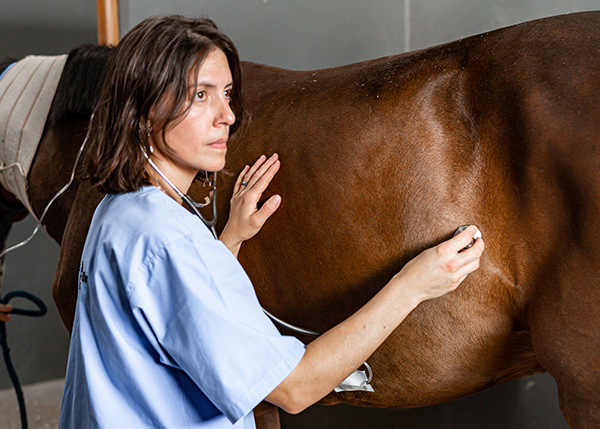 Programa de Aprimoramento Profissional Eqüivet